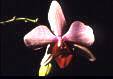 Phalaenopsis hyb.