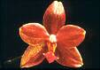 Phalaenopsis hyb.